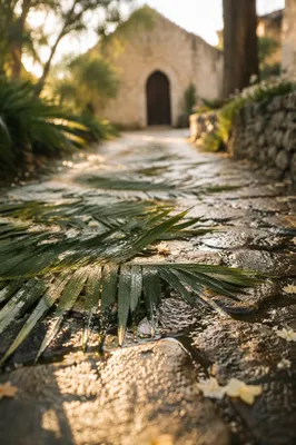 Palm Branches on Rain-Kissed Chapel Path