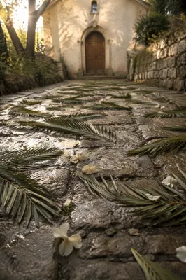 Palm Branches on Rainy Chapel Stone Path