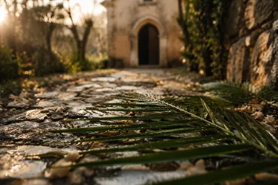 Palm Branches on Rain-Kissed Chapel Path