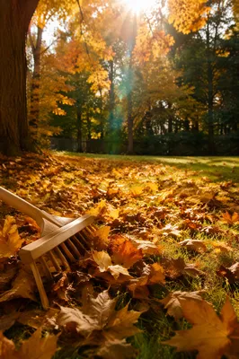 Golden Autumn Leaves and Wooden Rake