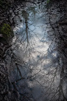 Spring Rain Puddle Reflecting Woodland Sky