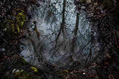 Spring Rain Puddle Reflecting Cloudy Sky