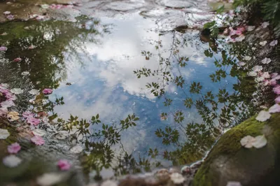 Spring Rain Puddle Reflecting Garden Sky