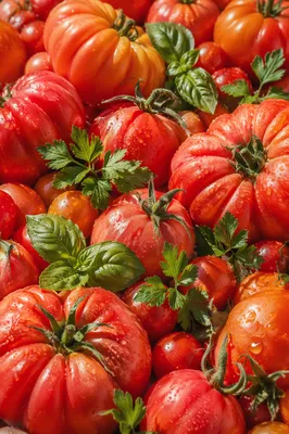Sunlit Heirloom Tomatoes and Garden Herbs