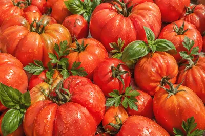 Sunlit Summer Heirloom Tomato Harvest Closeup