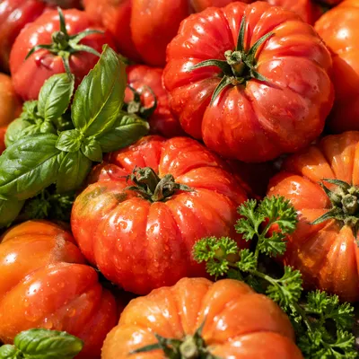 Sunlit Heirloom Tomatoes with Fresh Garden Herbs