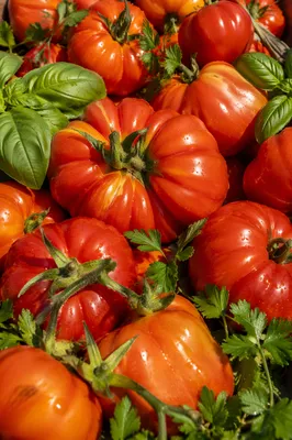 Sunlit Heirloom Tomato Garden Harvest Close-Up