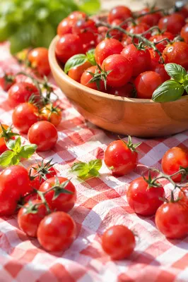 Fresh Summer Tomatoes on Gingham Cloth