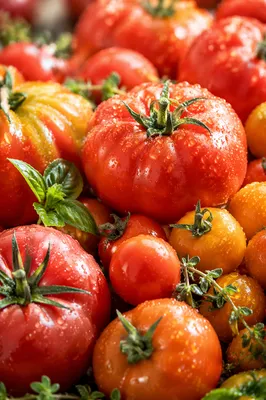 Fresh Summer Garden Tomatoes in Sunshine