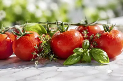 Sunlit Garden Tomatoes with Fresh Herbs