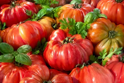 Fresh Summer Heirloom Tomatoes With Herbs