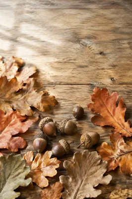 Autumn Acorns and Oak Leaves Background