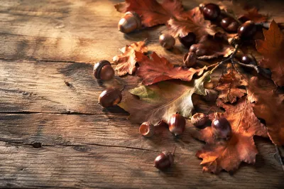Autumn Acorns and Oak Leaves on Wood