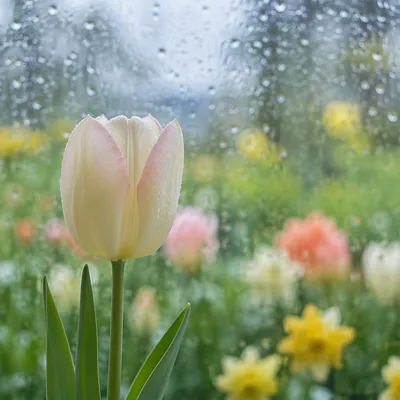 April Showers Tulip Through Rainy Window