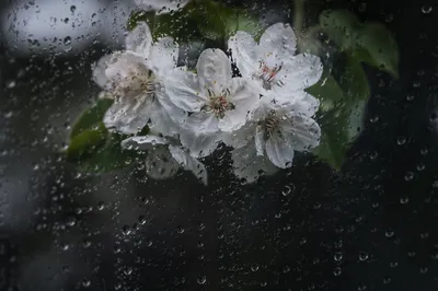 April Rain on Spring Blossoms Window