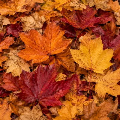 Dense Autumn Maple Leaves Ground Texture