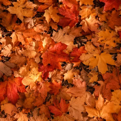 Autumn Maple Leaves Flat Lay Background