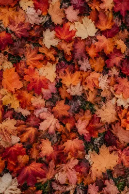 Autumn Maple Leaves Carpet Background
