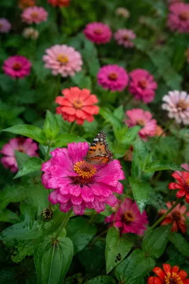 Butterfly Resting in Vibrant Spring Garden