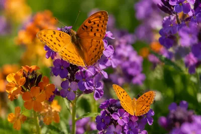 Vibrant Spring Butterfly Garden Close-Up