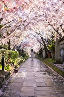 Cherry Blossom Tunnel Spring Morning Walk