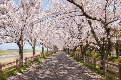 Cherry Blossom Tunnel Along Spring Walkway