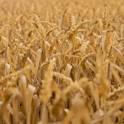 Golden Autumn Corn Field Close-Up