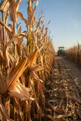 Golden Autumn Cornfield Ready for Harvest