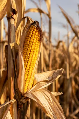 Ripe Corn Cob in Autumn Field