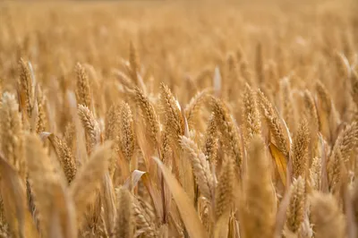 Golden Autumn Corn Field at Harvest