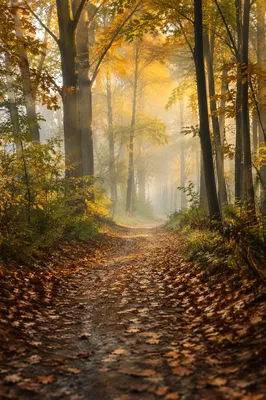 Foggy Autumn Woodland Path Under Golden Trees