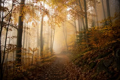 Foggy Autumn Woodland Path Under Golden Trees