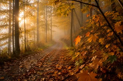 Foggy Autumn Path Beneath Golden Trees