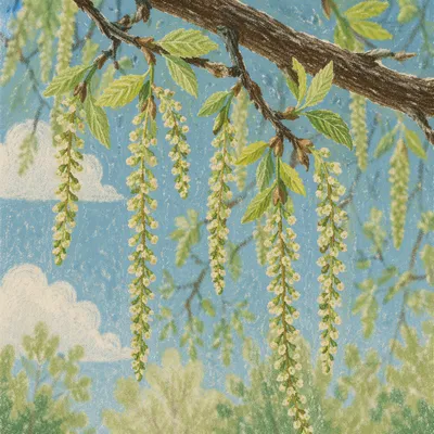 Fresh Spring Budding Leaves on Branches