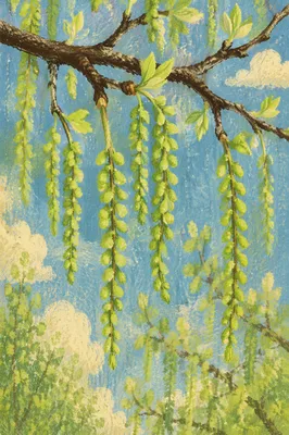 Fresh Spring Budding Leaves on Branches