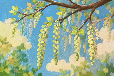 Fresh Spring Budding Leaves on Branches