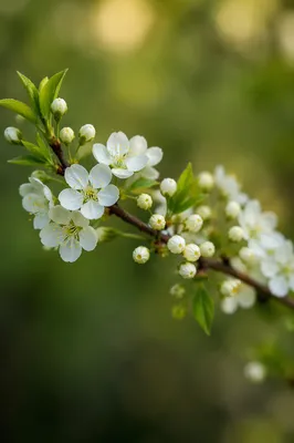Fresh Spring Blossoms and Green Budding Leaves