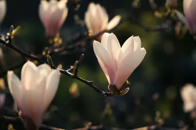 Blooming Magnolia Blossoms in Early Spring