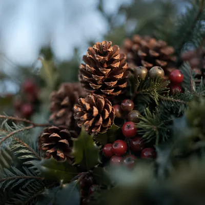 Pine Cone and Holly Winter Arrangement