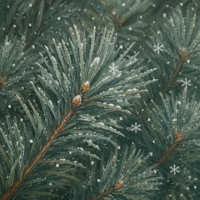 Snowflakes on Evergreen Pine Branches Close Up