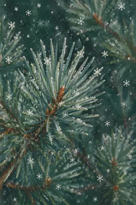 Snowflakes Falling on Evergreen Pine Branches