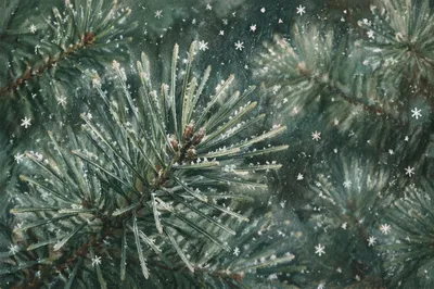 Snowflakes on Evergreen Pine Branches Close Up