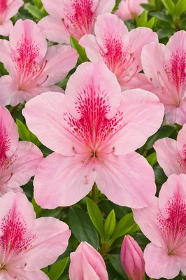 Spring Equinox Pink Blossoms in Bloom