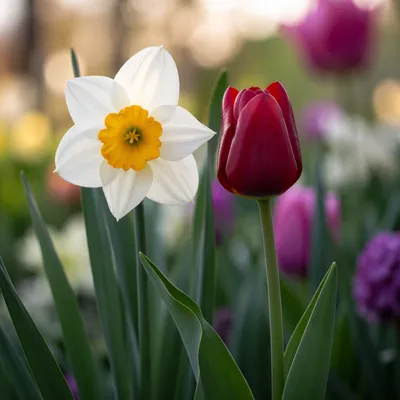 Spring Garden Daffodil and Red Tulip Close-Up
