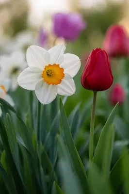 Spring Daffodil and Red Tulip Close-Up