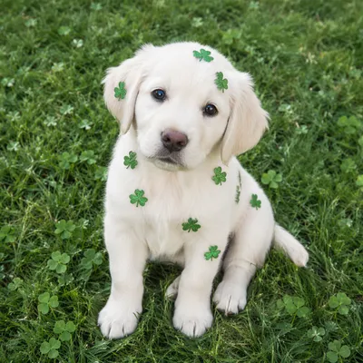 White Puppy on Shamrock Green Lawn