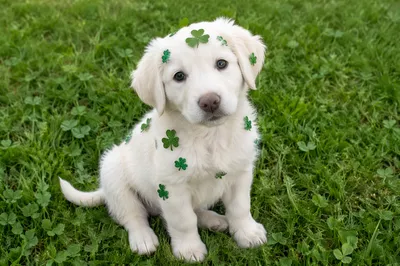 Cute Puppy on Shamrock Green Lawn