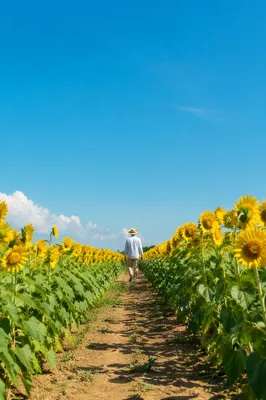 Bright Summer Sunflower Field Under Blue Sky
