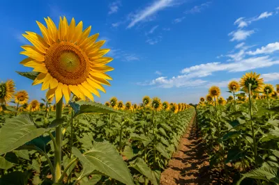 Bright Summer Sunflower Field Under Blue Sky