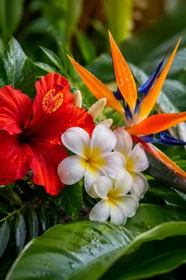 Vibrant Tropical Summer Flowers After Rain